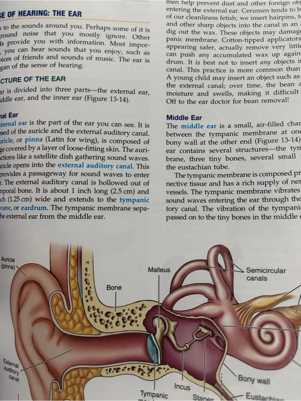 The Human Body in Health and Illness - 4th Edition + STUDY GUIDE